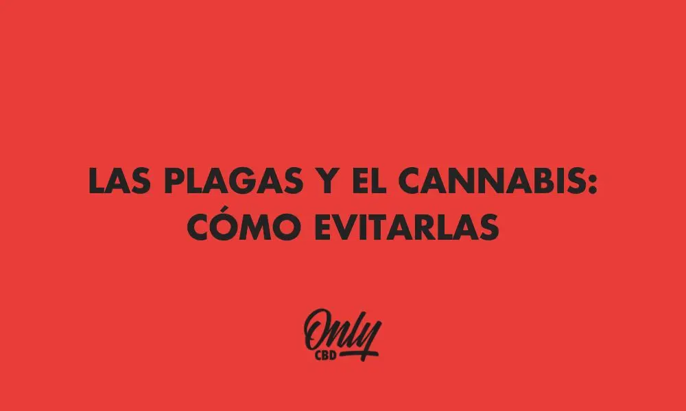 EVITAR PLAGAS Y CANNABIS